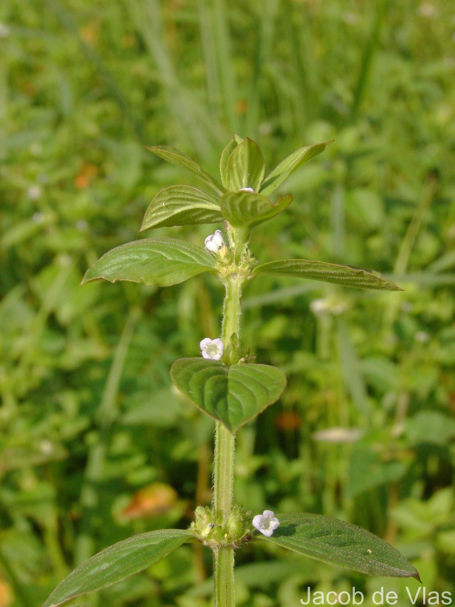 Spermacoce latifolia Aubl.